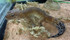 Blood Het Tremper Leopard Gecko