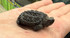 Florida Snapping Turtle