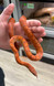 Sun Kissed Het Palmetto Cornsnake