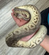 Pastel Mojave Yellow Belly Ball Python