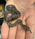 Russian Rat Snake