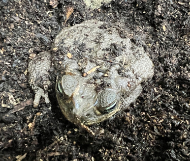 Cane Toad