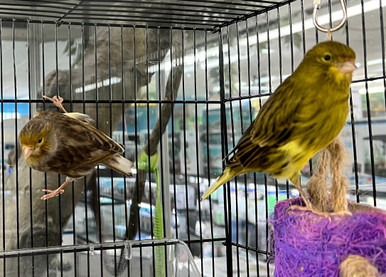 Canary
