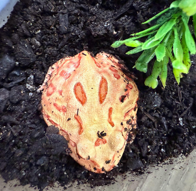 Strawberry Pacman Frog