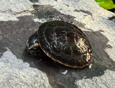 Pink Belly Sideneck Turtle