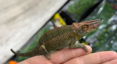 Rainbow Jackson's Chameleon