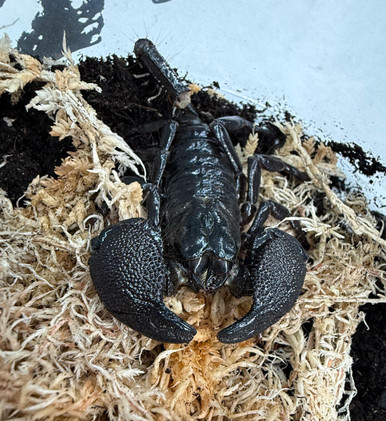 Emperor Scorpion (Pandinus imperator)