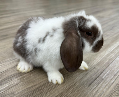 Rex Rabbits Mini Rex Holland Lop Mix Mini Rex Lop Mini Rex Lop