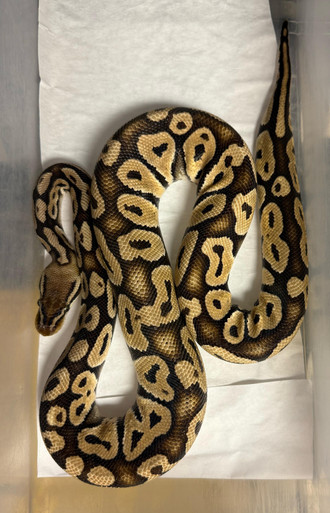 Pastel Mystic Het Pied Ball Python