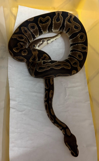 Raven Ball Python