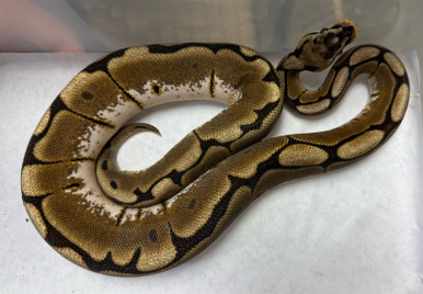 Spider Scaleless Head Ball Python