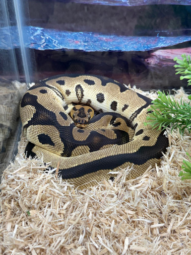 *no reserve* fire orange dream clown ball python by... Orange Dream Clown Het Pied Ball Python