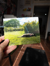 Photograph printed on Canson® infinity Arches® Aquarelle Rag. Print is leaning against a wooden crate. Image is of a dog laying on the grass in full color. Print is held by a person left hand. Print has full bleed- no border