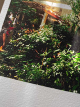 Image showing paper texture of paper from Canson Arches BFK Rives. Image printed on paper is of a nature scene of tropical plants in full color with greens and oranges and sun cutting through foliage.