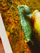 Image of a snail on a red brick printed on high texture paper at a zoomed in angle to show texture of ink, image, and paper.