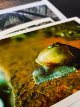 Image of many photo art prints laying in a stack. top one is printed on high textured paper from Canson Arches BFK Rives. Image printed is of a snail on a red brick in full color.