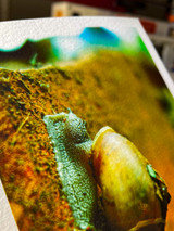 zoomed in image of photograph featuring a snail on a red brick in full color. image shows snail unclose printed texture and the paper texture