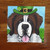 "A Big, Wet Irish Kiss" Saint Bernard Lens Cleaning Cloth