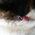 "Christmas Buddies" Saint Bernard Double Sided Pet ID Tag