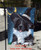 "Happy Halloween" Landseer Newfoundland Garden Flag