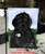 "I Saw This Flower & Thought Of You" Black Newfoundland Garden Flag