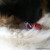 "My First Winter" Saint Bernard Double Sided Pet ID Tag
