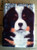 "Puppy Eyes" Bernese Mountain Dog Magnet