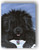 "Spring Is In The Air" Black Newfoundland Magnet