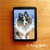 "Hello Hollywood" Blue Merle Shetland Sheepdog Trifold Wallet