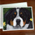 "Piper" Greater Swiss Mountain Dog Note Cards