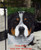 "Piper" Greater Swiss Mountain Dog Garden Flag