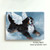 "Playful Angel" Bernese Mountain Dog Magnet