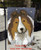 "In The Snow Again" Sable Shetland Sheepdog Garden Flag