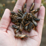 HAPPY HEN CRICKET CRAZE 5oz