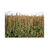 HYBRID PEARL MILLET 50#