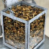 HAPPY HEN BUG BONANZA 30oz
MEALWORM & BUG BLEND