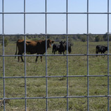 STOCK PANEL 5'X20' 4X4 6GA STOCK PANEL 5'X20' 4X4 6GA