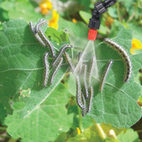 SOLO 454 PORTABLE 1.5 GALLON PRESSURE SPRAYER