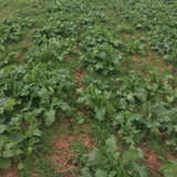 AUSTRIAN WINTER PEAS 50#