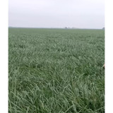 JUMBO RYEGRASS 50# (ANNUAL)