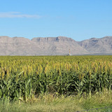 WGF GRAIN SORGHUM 50#