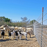 STAY-TUFF FIELD FENCE 1348-12-330