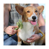 SAFARI DOG SELF-CLEANING SLICKER BRUSH, LIGHT GREEN/DARK GREEN, SMALL