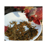 HAPPY HEN DOUBLE FRENZY 5lbs
50/50 MIX OF MEALWORMS & BLACK SOLDIER FLY LARVAE