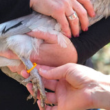 HAPPY HEN SPIRAL LEG BANDS SIZE 11 ASSORTED COLORS