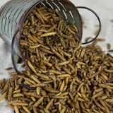 HAPPY HEN GRUB FRENZY 30oz
BLACK SOLDIER FLY LARVAE