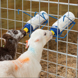 BOTTLE HOLDER, KID/LAMB