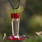 *D RUBY HUMMINGBIRD FEEDER 10oz