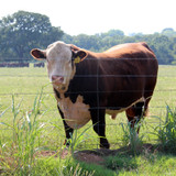 BARBED WIRE 12.5GA 2PT PREMIUM CLASS 1