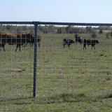 STOCK PANEL 5'X20' 4X4 6GA